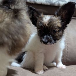 Girl 2 - Red white and sable female Papillon puppy in Joshua, Texas from Summertime Kennels