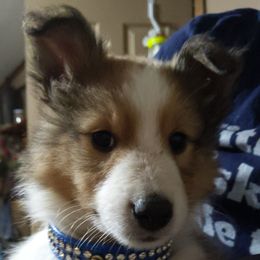 Shetland Sheepdog Puppies from Rose Hill Farm