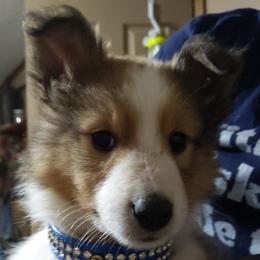 Shetland Sheepdog Puppies from Rose Hill Farm