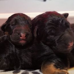 Boy 5 - male German Shepherd puppy in Charlotte, North Carolina from Zuflucht K9s