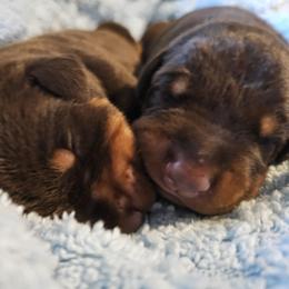 Diesel - Red and rust male Doberman Pinscher puppy in Biglerville, Pennsylvania from Saxbell Dobermans