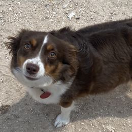 Pretzel - Miniature Australian Shepherd