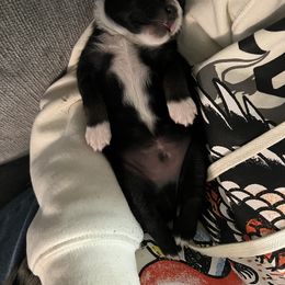 Miniature Australian Shepherd and Toy Australian Shepherd Puppies from Columbia Coast Toy & Mini Aussies