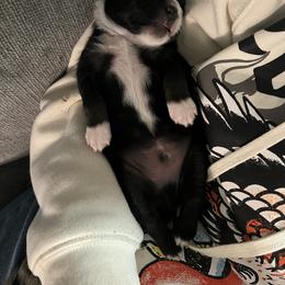 Miniature Australian Shepherd and Toy Australian Shepherd Puppies from Columbia Coast Toy & Mini Aussies