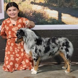 Ash - Miniature American Shepherd