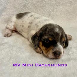 Flicka - Dapple female Dachshund puppy in Carlsbad, Texas from MV Mini Dachshunds