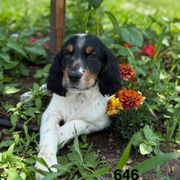 Girl 2 - Orange belton female English Setter puppy in Potosi, Wisconsin from Point and Flush Gun Dogs