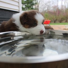 Australian Shepherd Puppies from Starlit Grove Australian Shepherds