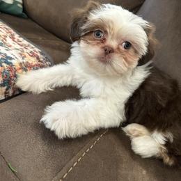 Chloe - Liver and white female Shih Tzu puppy in Huntsville, Alabama from Sunnybrook Shih Tzu