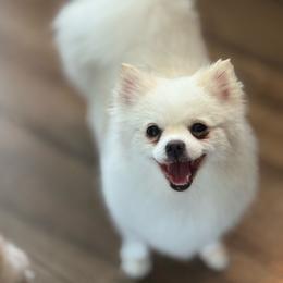 Pomeranian puppies from Ladybug Chihuahuas