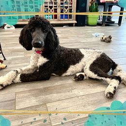 Harley - Poodle