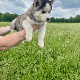 Siberian Husky Puppies from Red Top Huskies