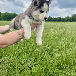 Siberian Husky Puppies from Red Top Huskies
