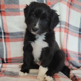 Molly - Black and white female Border Collie puppy in Watsontown, Pennsylvania from Kate Gresham