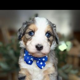 Enzo - Tri-color male Bernedoodle puppy in Yuciapa, California from AlltheDoodlez_