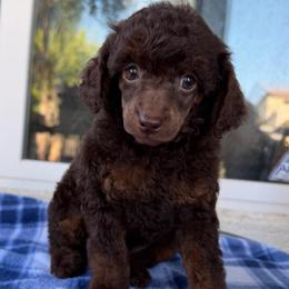 Celeste - Brown female Poodle puppy in Lathrop, California from Stellar Poodles