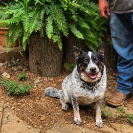 Loretta - Australian Cattle Dog