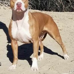 Autumn - American Pit Bull Terrier