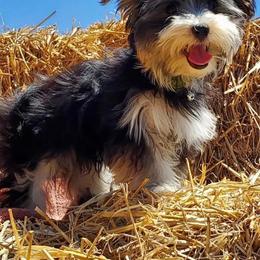Maltese, Morkie, and Yorkshire Terrier All Grown Up from Little Paws Nursery