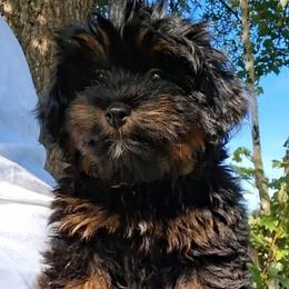 Ralphy - Black and tan male Companion Cross puppy in Macon, Georgia from Shipoo Lane