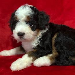 Stormy - Tri-color female Bernedoodle puppy in Bradenton, Florida from Peanut Butter Doodles