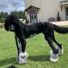 Bentley - Poodle