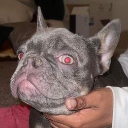 French Bulldogs from JB Iva Bulldogs