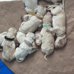 Goldendoodle Puppies from YL Goldendoodles