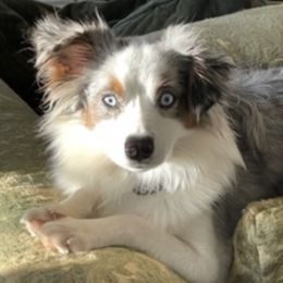Miniature Australian Shepherds from Magnolia Mini Aussies
