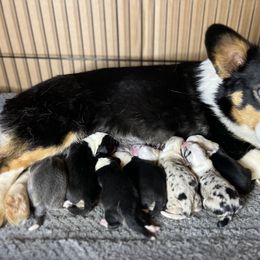 American Corgi, Pembroke Welsh Corgi, and Toy Australian Shepherd Puppies from King of Hearts Corgis