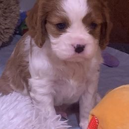Boy 2 - Blenheim Cavalier King Charles Spaniel puppy in Zion Crossroads, Virginia from Karma's Cavaliers