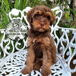 Chestnut Praline - Sable male Bernedoodle puppy in Graham, Texas from 2 Rose Ranch Doodles
