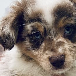 Ashe - Red merle Miniature Australian Shepherd puppy in City Island, New York from Tailormade Aussies