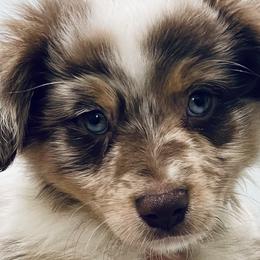 Ashe - Red merle Miniature Australian Shepherd puppy in City Island, New York from Tailormade Aussies