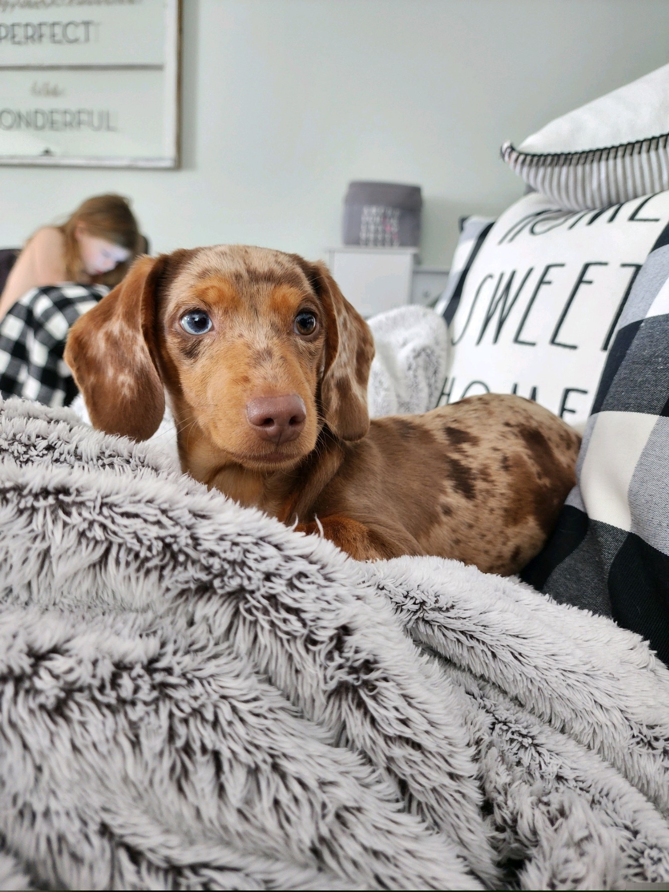 Parker - Dachshund