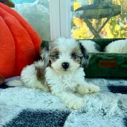Lainey - Blue merle female Bernedoodle puppy in Cocoa, Florida from The Beach Doodles