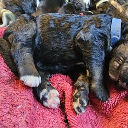 Shadow - Tri-color male Bernedoodle puppy in Candia, New Hampshire from Joyful Pastures Homestead