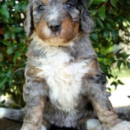 Magnolia - Merle female Bernedoodle puppy in Folsom, Louisiana from DoodlesFarmCo