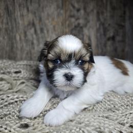 Romeo - Tricolor male Shih Tzu puppy in Mountain Grove, Missouri from Precious Puppies
