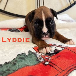 Lyddie - Fawn female Boxer puppy in Cicero, New York from MK Boxer Haven of CNY