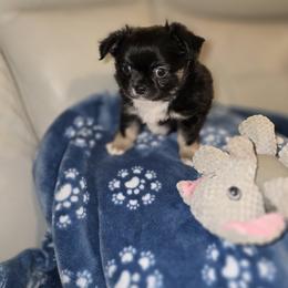 Boy 1 - Black and white male Chihuahua puppy in Lugoff, South Carolina from Cutie Pie Chihuahua's