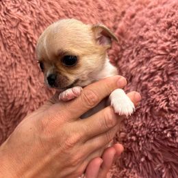 Nami - Fawn and white male Chihuahua puppy in Auburn, California from Gold Country Chihuahuas