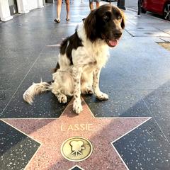 Drentsche Patrijshond All Grown Up from California Drents