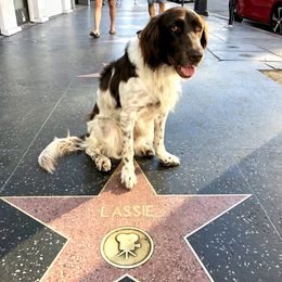 Drentsche Patrijshond All Grown Up from California Drents