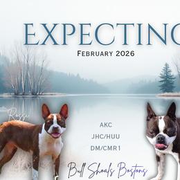 Boston Terrier puppies from Bull Shoals Bostons