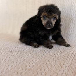 Trick - Sable male Poodle puppy in Lavonia, Georgia from Peach Blossom Kennels