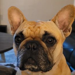 Ellie - French Bulldog
