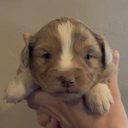 Darla - Red merle female Miniature Australian Shepherd puppy in North Lakeport, California from Wild Rose Ranch