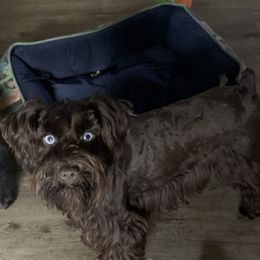 Miniature Schnauzer All Grown Up from Daydreamers Schnauzers