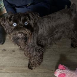 Miniature Schnauzer All Grown Up from Daydreamers Schnauzers